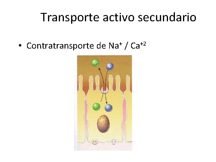 Transporte activo secundario • Contratransporte de Na+ / Ca+2 