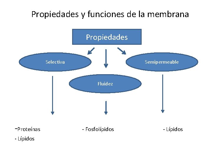 Propiedades y funciones de la membrana Propiedades Selectiva Semipermeable Fluidez -Proteínas - Lípidos -