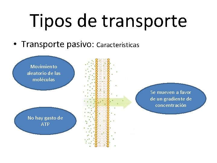 Tipos de transporte • Transporte pasivo: Características Movimiento aleatorio de las moléculas Se mueven