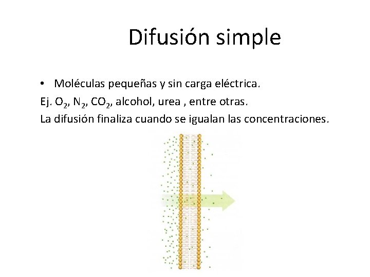 Difusión simple • Moléculas pequeñas y sin carga eléctrica. Ej. O 2, N 2,