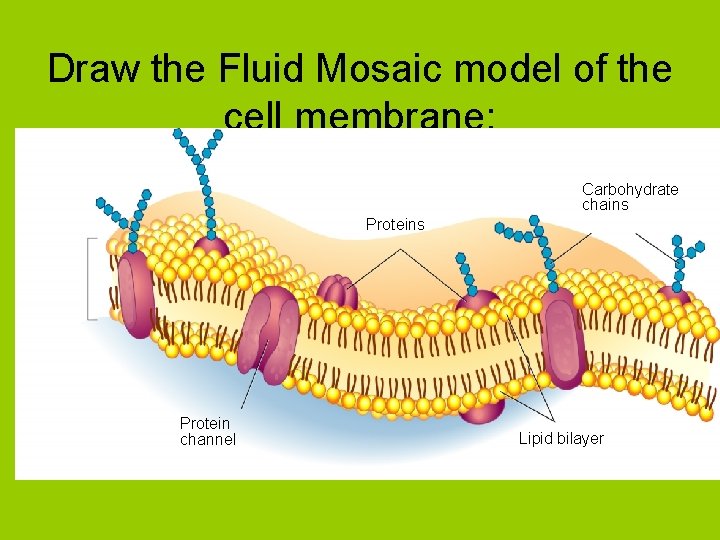 Draw the Fluid Mosaic model of the cell membrane: Carbohydrate chains Protein channel Lipid