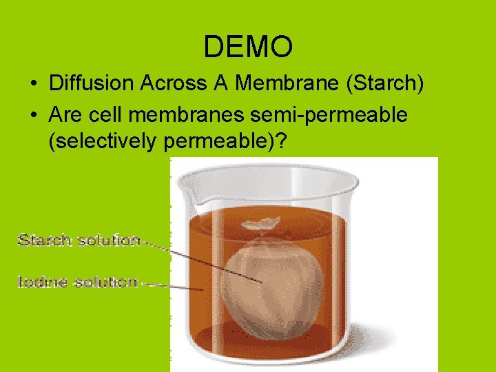 DEMO • Diffusion Across A Membrane (Starch) • Are cell membranes semi-permeable (selectively permeable)?