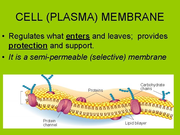 CELL (PLASMA) MEMBRANE • Regulates what enters and leaves; provides protection and support. •