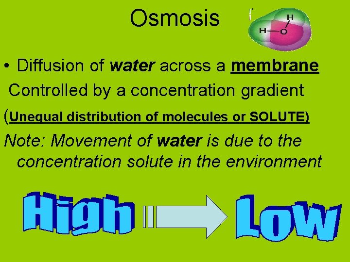 Osmosis • Diffusion of water across a membrane Controlled by a concentration gradient (Unequal