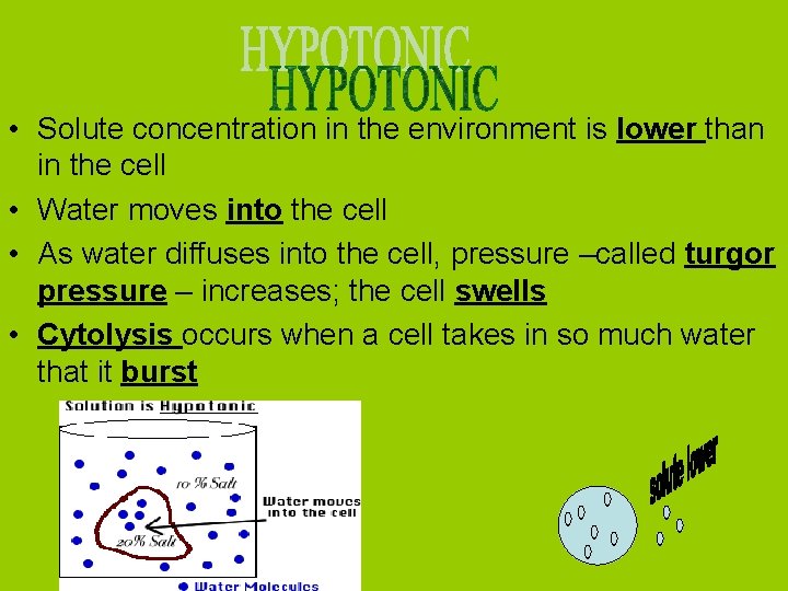  • Solute concentration in the environment is lower than in the cell •