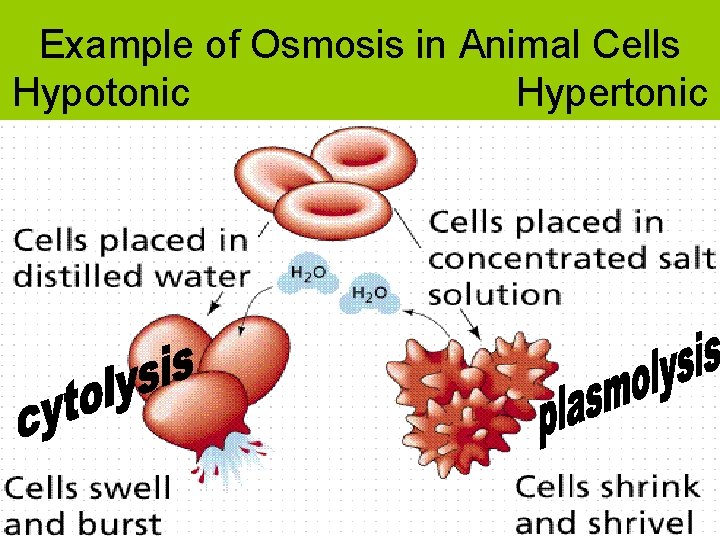 Example of Osmosis in Animal Cells Hypotonic Hypertonic 