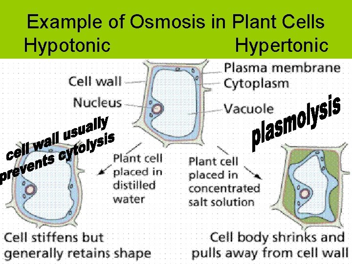 Example of Osmosis in Plant Cells Hypotonic Hypertonic 