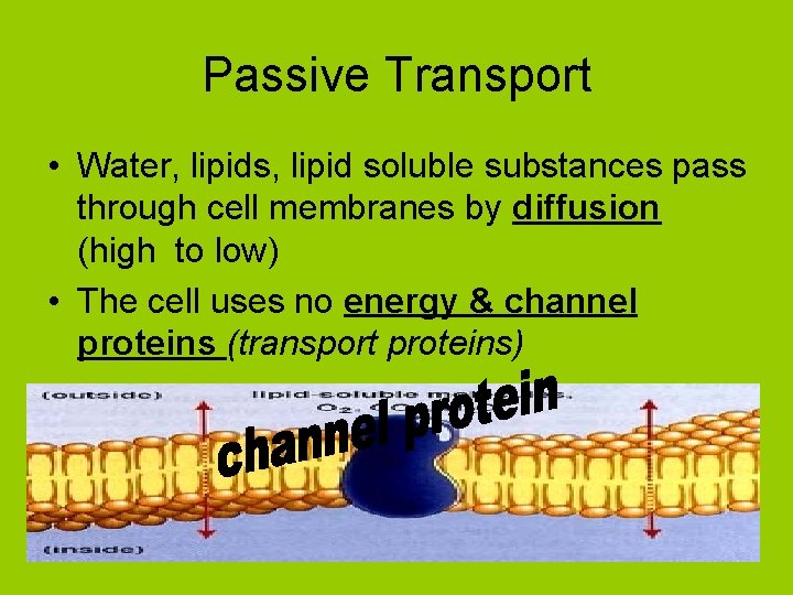 Passive Transport • Water, lipids, lipid soluble substances pass through cell membranes by diffusion