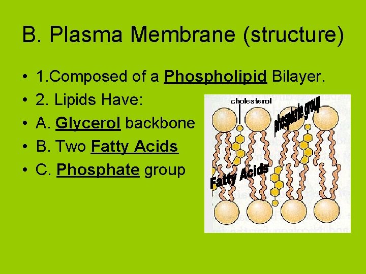 B. Plasma Membrane (structure) • • • 1. Composed of a Phospholipid Bilayer. 2.