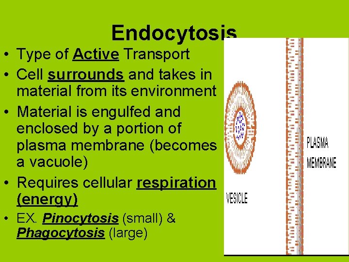 Endocytosis • Type of Active Transport • Cell surrounds and takes in material from