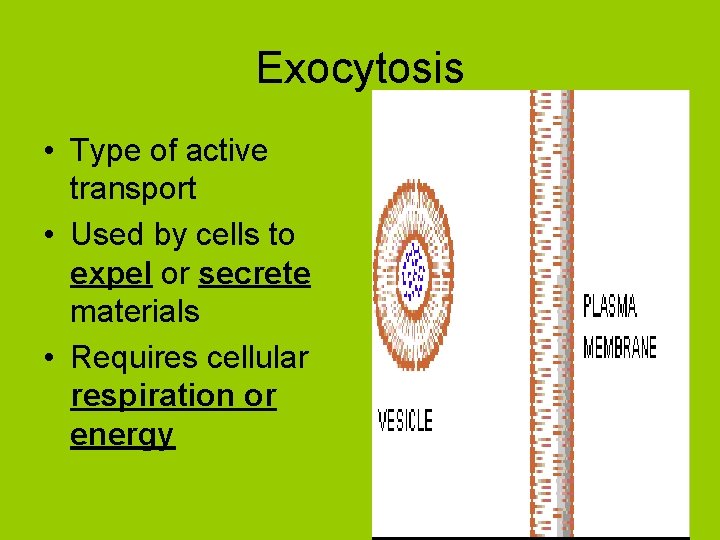 Exocytosis • Type of active transport • Used by cells to expel or secrete