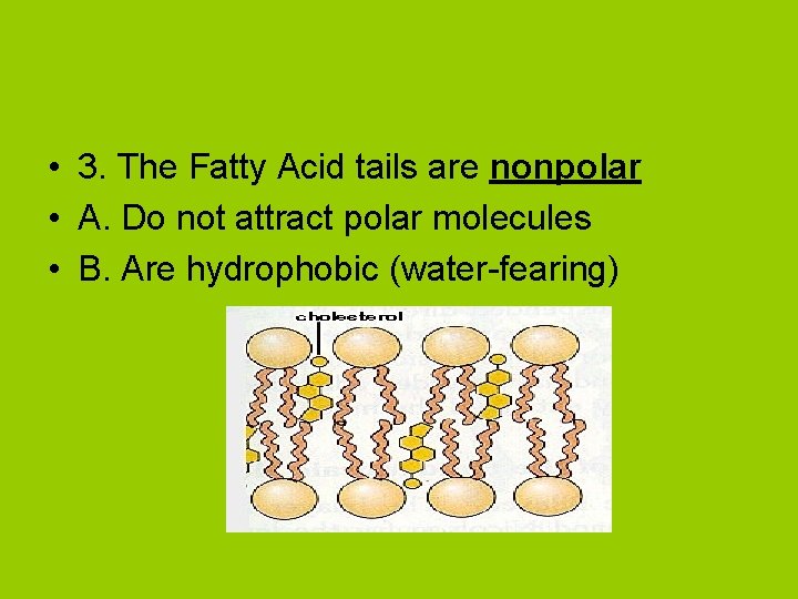  • 3. The Fatty Acid tails are nonpolar • A. Do not attract