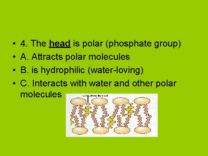  • • 4. The head is polar (phosphate group) A. Attracts polar molecules