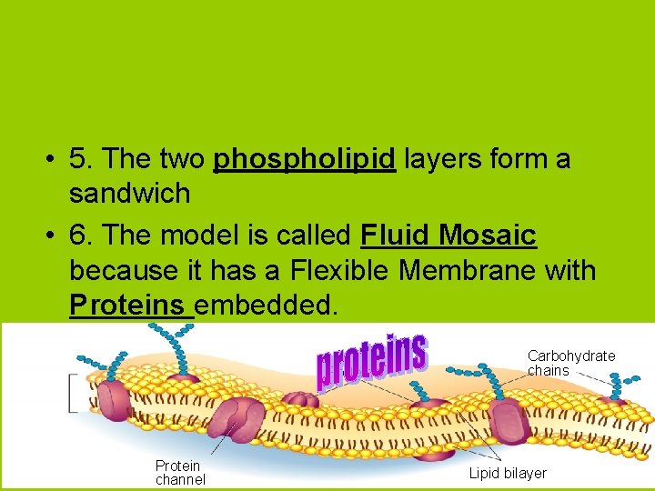  • 5. The two phospholipid layers form a sandwich • 6. The model