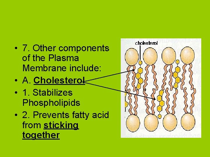  • 7. Other components of the Plasma Membrane include: • A. Cholesterol •