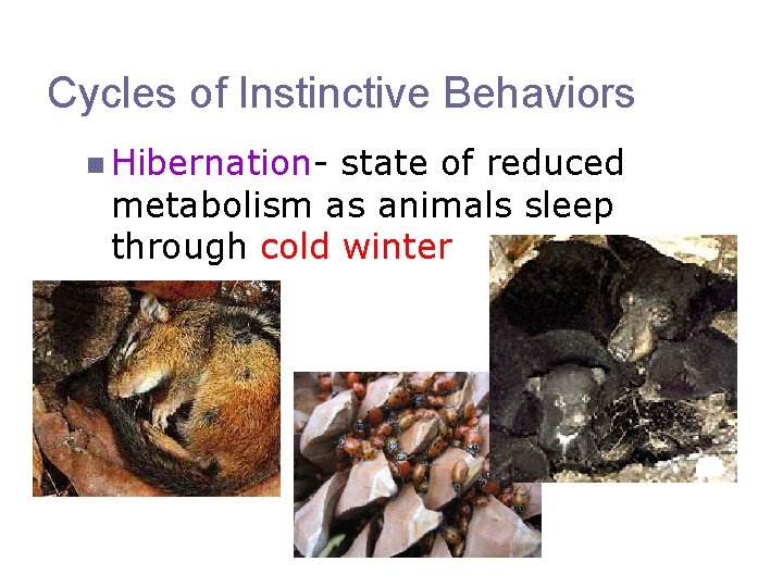 Cycles of Instinctive Behaviors n Hibernation- state of reduced metabolism as animals sleep through