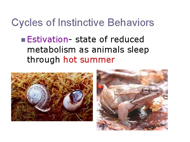 Cycles of Instinctive Behaviors n Estivation- state of reduced metabolism as animals sleep through