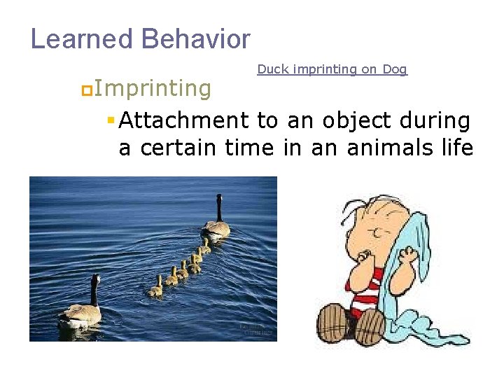 Learned Behavior p. Imprinting Duck imprinting on Dog § Attachment to an object during