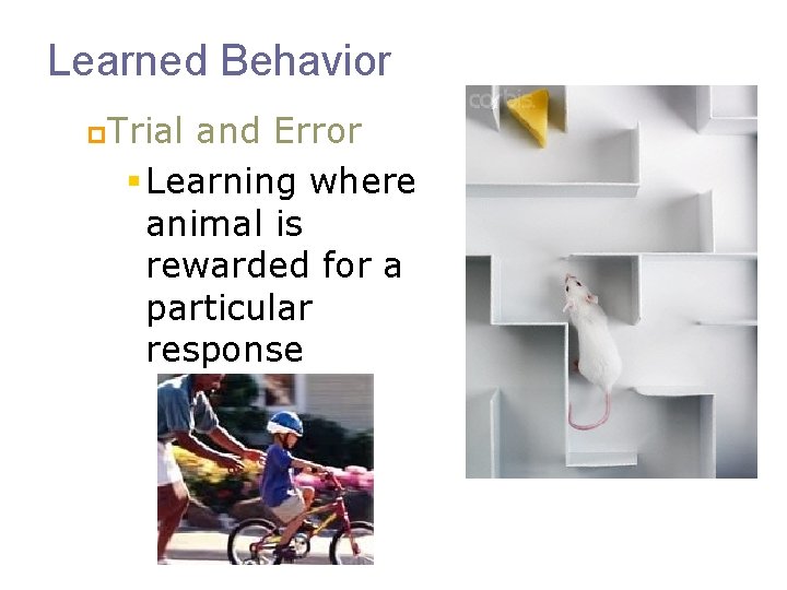 Learned Behavior p. Trial and Error § Learning where animal is rewarded for a