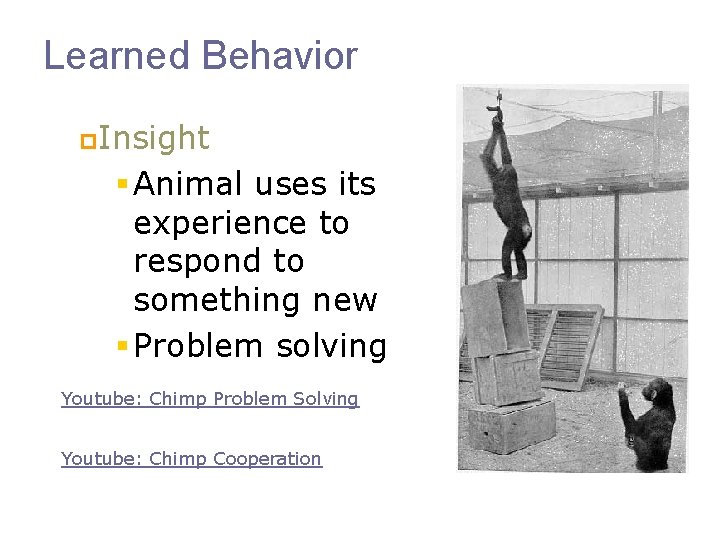 Learned Behavior p. Insight § Animal uses its experience to respond to something new