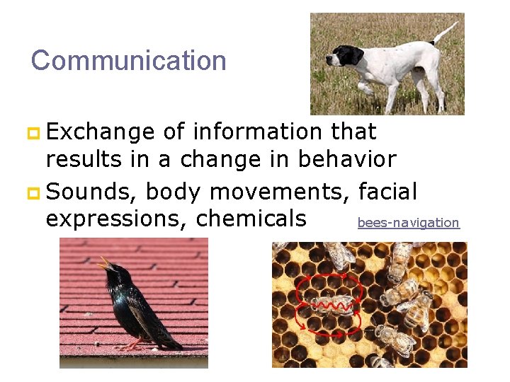 Communication p Exchange of information that results in a change in behavior p Sounds,