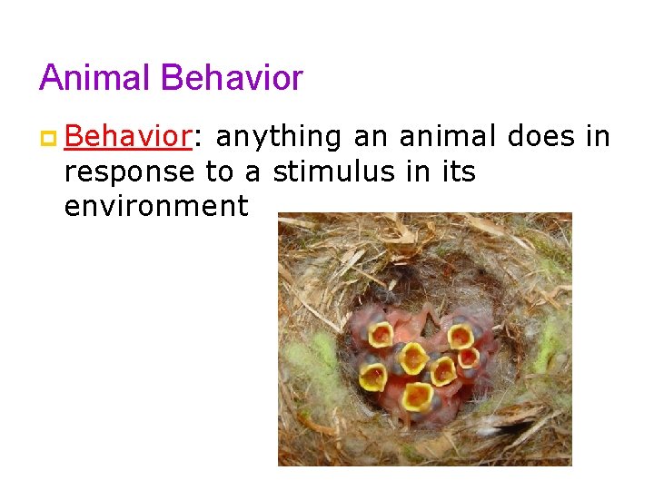 Animal Behavior p Behavior: anything an animal does in response to a stimulus in