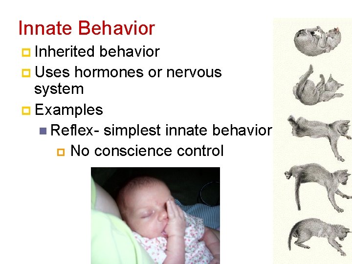 Innate Behavior p Inherited behavior p Uses hormones or nervous system p Examples n