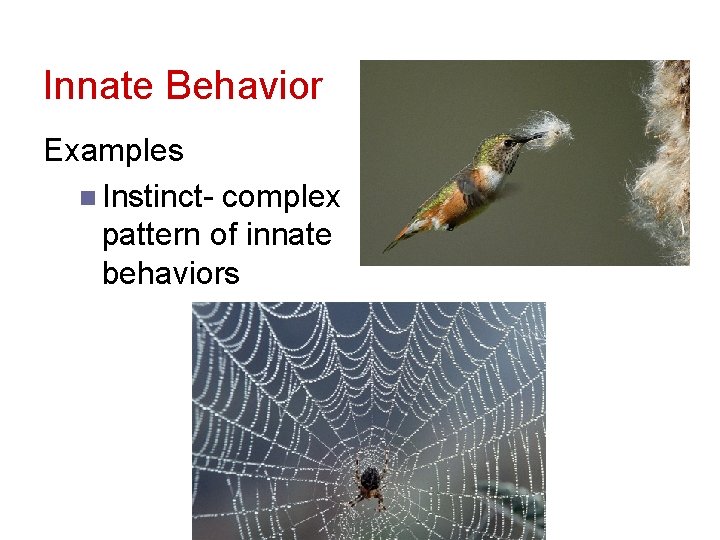 Innate Behavior Examples n Instinct- complex pattern of innate behaviors 