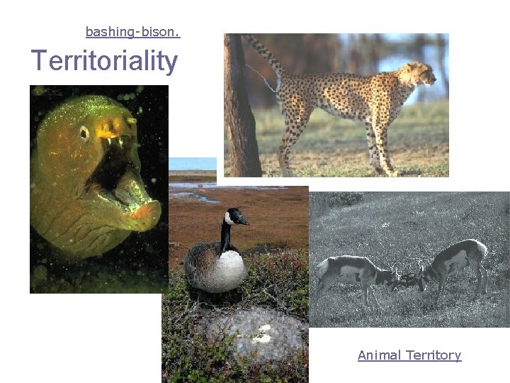 bashing-bison. Territoriality Animal Territory 