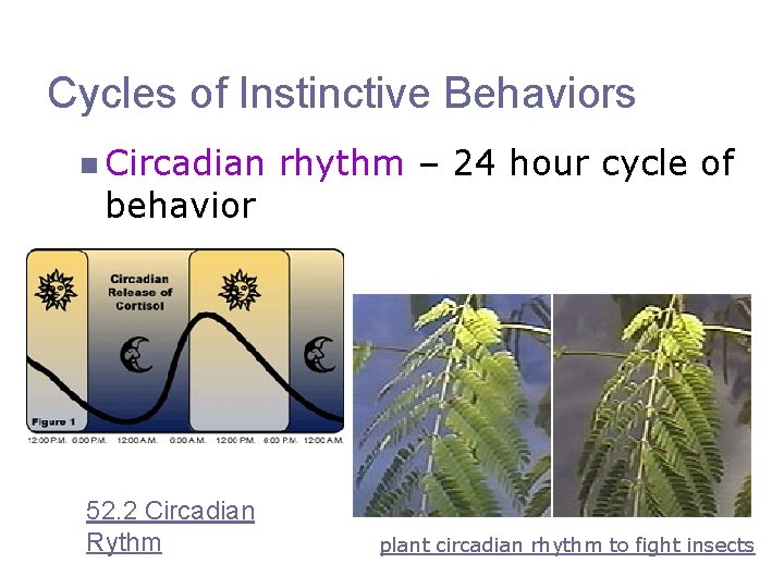 Cycles of Instinctive Behaviors n Circadian behavior 52. 2 Circadian Rythm rhythm – 24