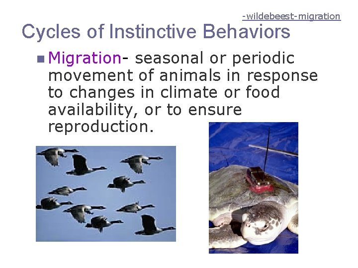-wildebeest-migration Cycles of Instinctive Behaviors n Migration- seasonal or periodic movement of animals in