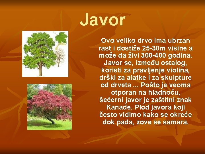 Javor Ovo veliko drvo ima ubrzan rast i dostiže 25 -30 m visine a