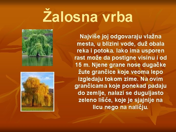 Žalosna vrba Najviše joj odgovaraju vlažna mesta, u blizini vode, duž obala reka i