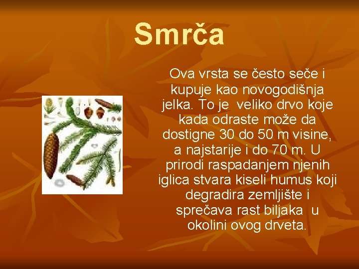 Smrča Ova vrsta se često seče i kupuje kao novogodišnja jelka. To je veliko