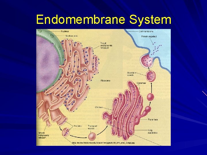 Endomembrane System 