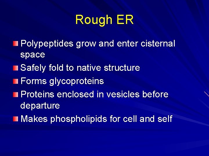 Rough ER Polypeptides grow and enter cisternal space Safely fold to native structure Forms