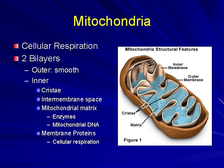Mitochondria Cellular Respiration 2 Bilayers – Outer: smooth – Inner Cristae Intermembrane space Mitochondrial