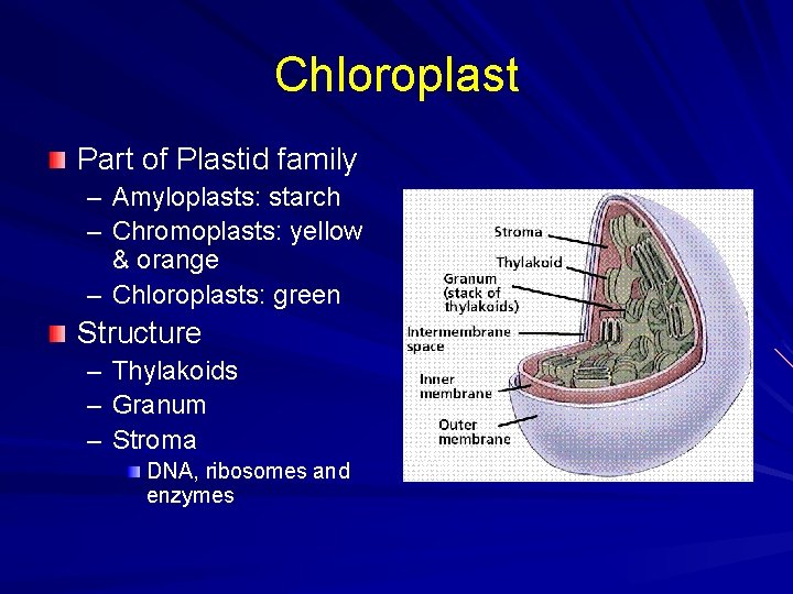 Chloroplast Part of Plastid family – Amyloplasts: starch – Chromoplasts: yellow & orange –