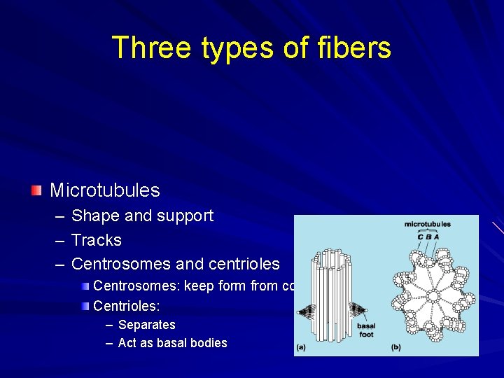 Three types of fibers Microtubules – Shape and support – Tracks – Centrosomes and