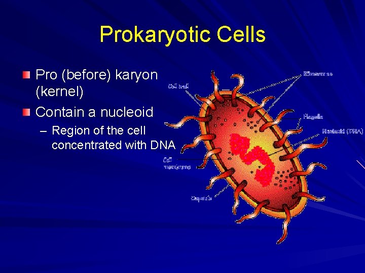 Prokaryotic Cells Pro (before) karyon (kernel) Contain a nucleoid – Region of the cell