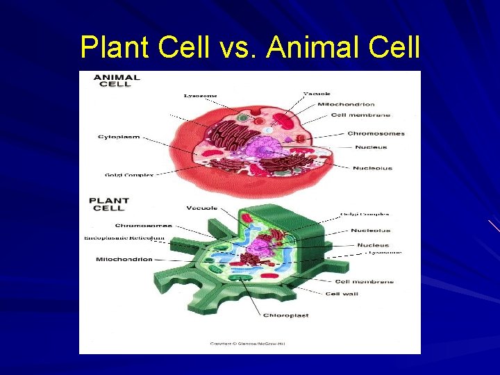 Plant Cell vs. Animal Cell 