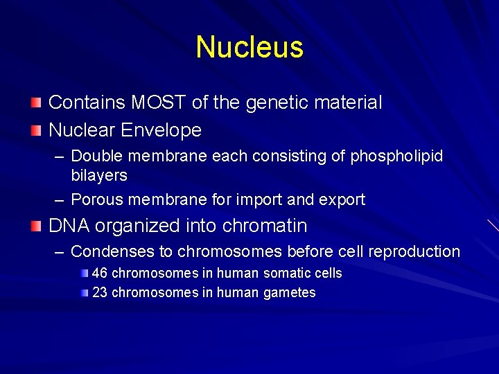 Nucleus Contains MOST of the genetic material Nuclear Envelope – Double membrane each consisting