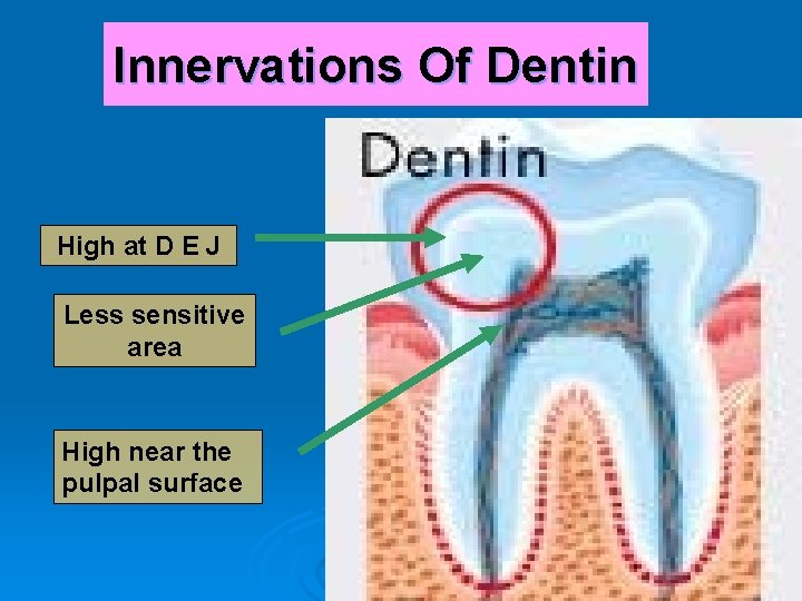 Innervations Of Dentin High at D E J Less sensitive area High near the