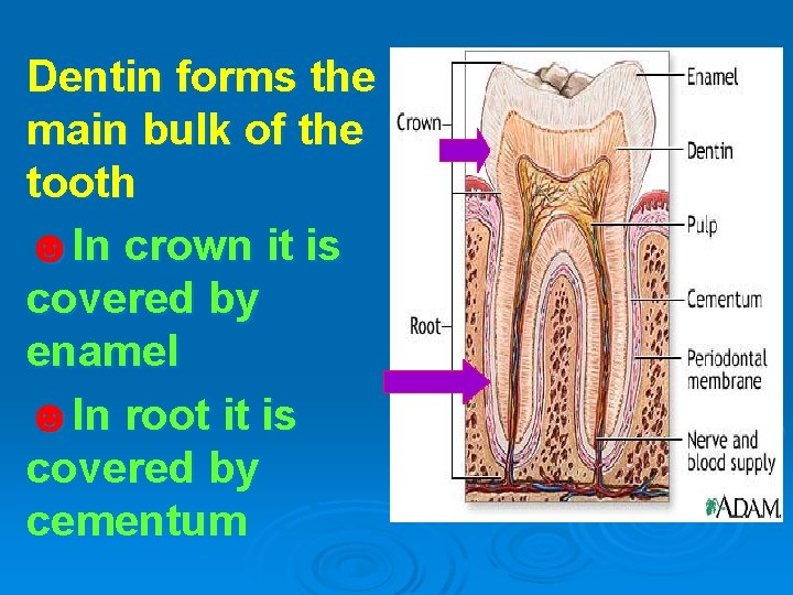 Dentin forms the main bulk of the tooth ☻In crown it is covered by