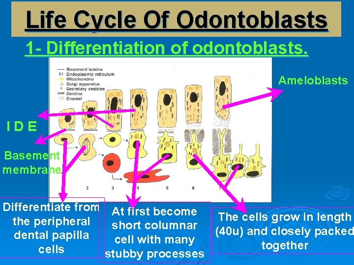 Life Cycle Of Odontoblasts 1 - Differentiation of odontoblasts. Ameloblasts IDE Basement membrane Differentiate
