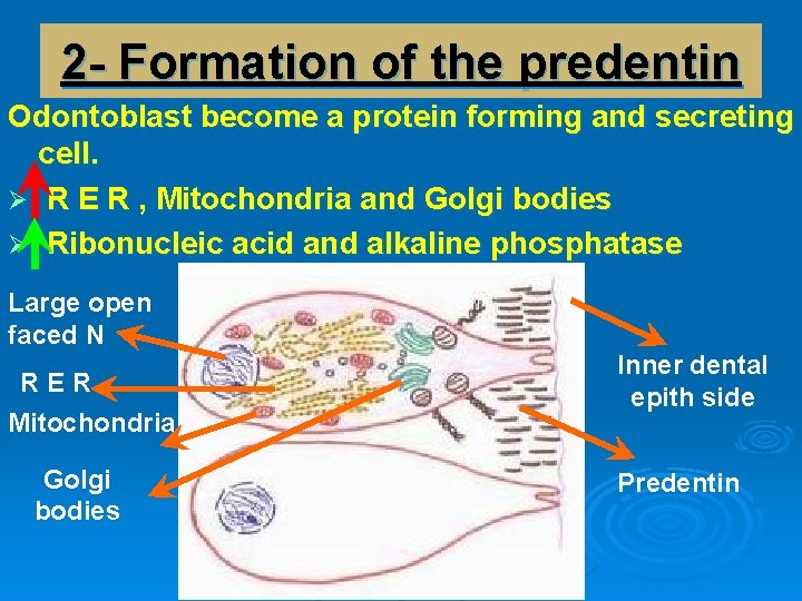 2 - Formation of the predentin Odontoblast become a protein forming and secreting cell.