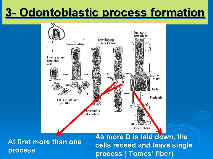 3 - Odontoblastic process formation At first more than one process As more D