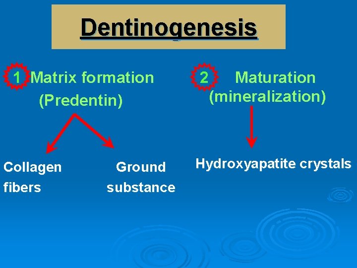 Dentinogenesis 1 Matrix formation (Predentin) Collagen fibers Ground substance 2 Maturation (mineralization) Hydroxyapatite crystals