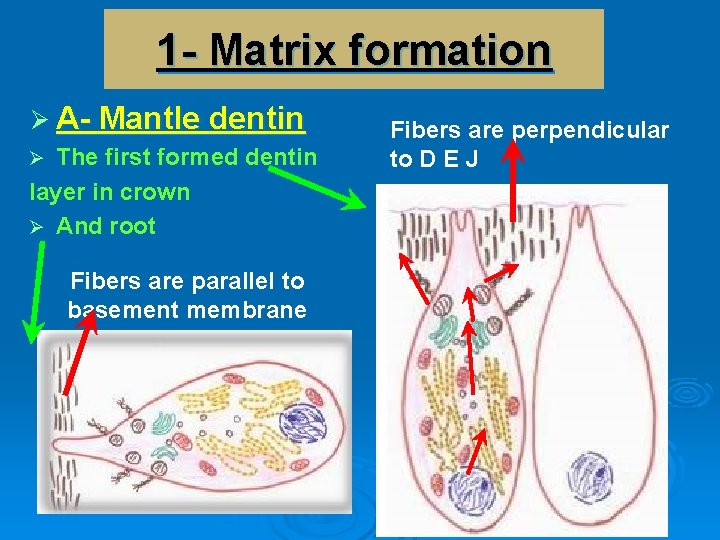 1 - Matrix formation Ø A- Mantle dentin The first formed dentin layer in