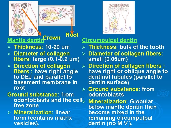 Root Crown Mantle dentin Circumpulpal dentin Ø Thickness: 10 -20 um Ø Thickness: bulk